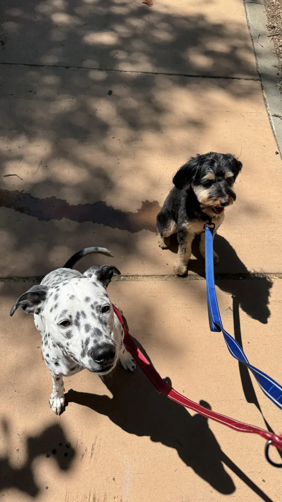 Spotted dog and small black-and-tan dog on leashes on a sidewalk