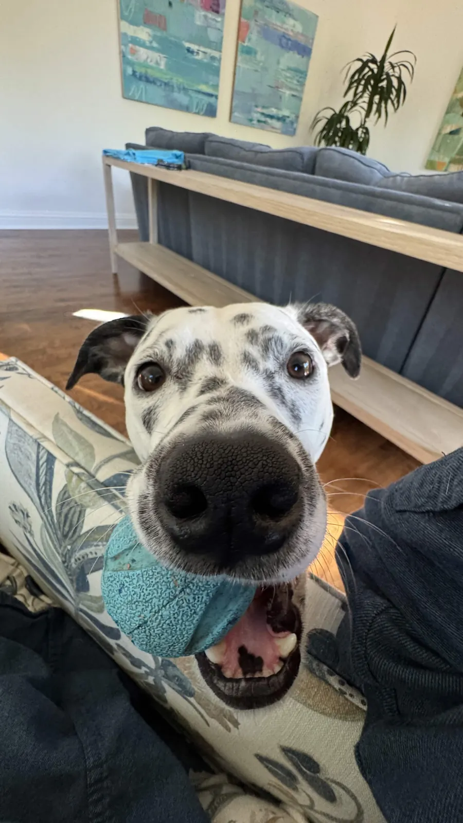 Spotted dog close up with a blue ball