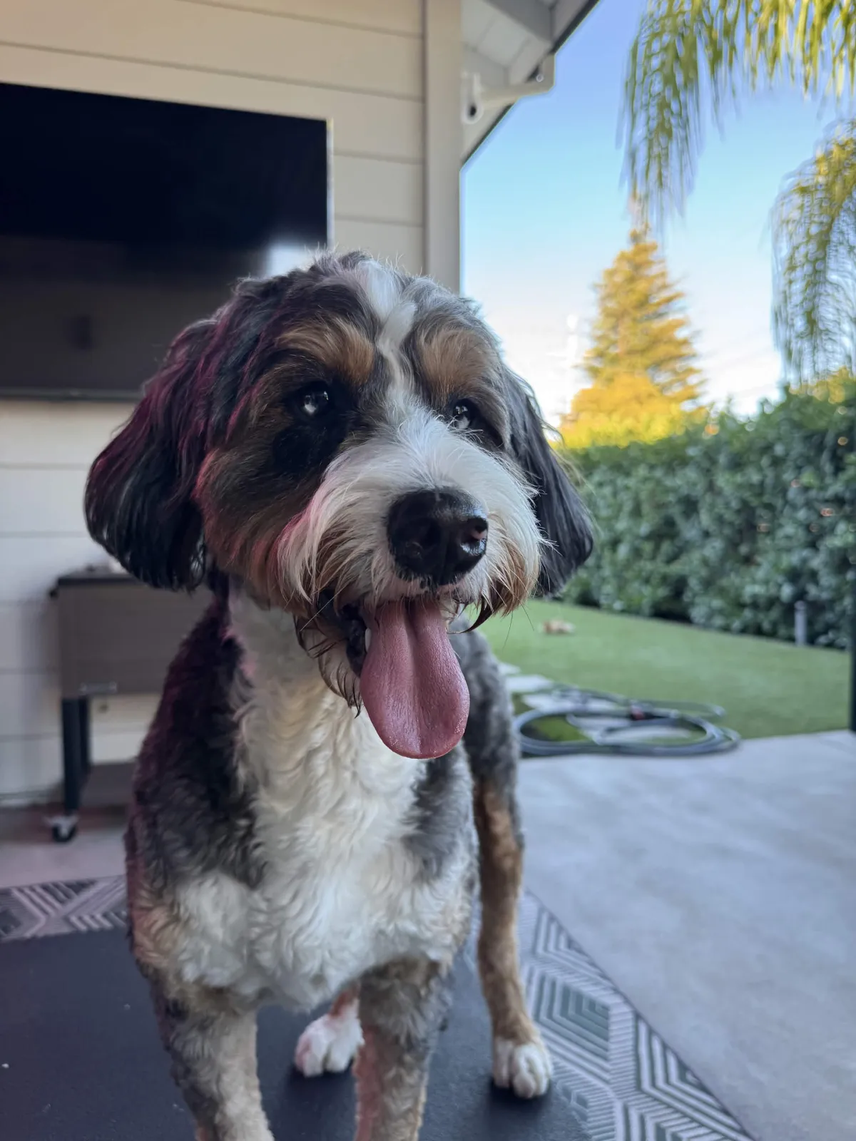 Tricolor doodle with tongue out on a patio